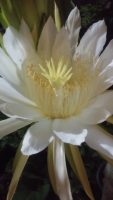 Epiphyllum oxypetalum