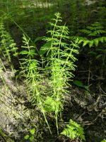 Equisetum sylvaticum
