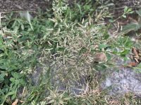 Eragrostis minor