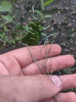 Eragrostis pectinacea