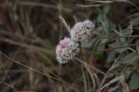 Eriogonum latifolium