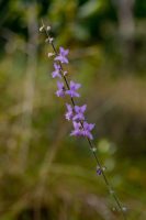 Eriope crassipes