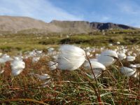 Eriophorum angustifolium
