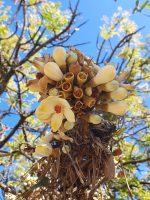 Eriotheca pubescens