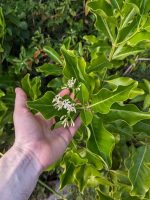 Erithalis fruticosa