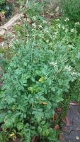 Eruca vesicaria