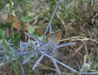 Eryngium caucasicum