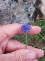 Eryngium eriophorum