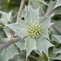 Eryngium maritimum