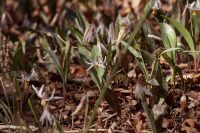 Erythronium albidum