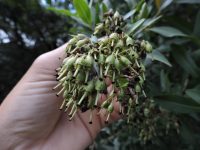 Escallonia bifida