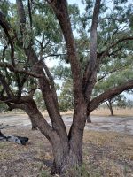 Eucalyptus largiflorens