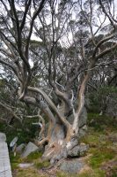 Eucalyptus pauciflora