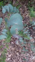 Eucalyptus perriniana
