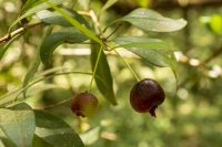 Eugenia blastantha