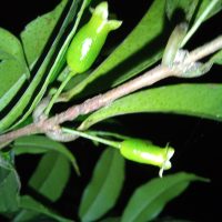 Eugenia hiemalis