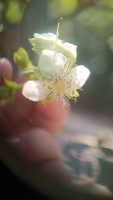 Eugenia involucrata