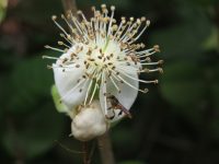 Eugenia neonitida