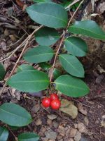Eugenia pseudopsidium