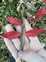 Euonymus alatus