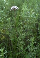 Eupatorium lindleyanum