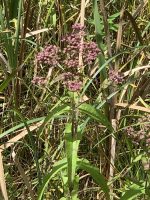 Eupatorium perfoliatum