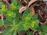 Euphorbia helioscopia