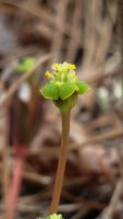 Euphorbia ipecacuanhae