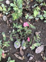 Euphorbia ophthalmica