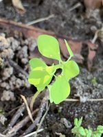 Euphorbia peplus