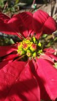 Euphorbia pulcherrima