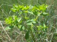 Euphorbia spathulata