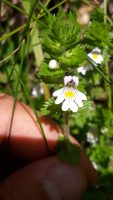 Euphrasia officinalis