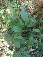 Eustrephus latifolius