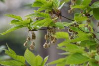 Fagus crenata