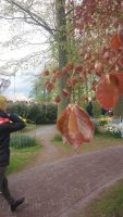 Fagus sylvatica
