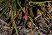 Fernseea itatiaiae