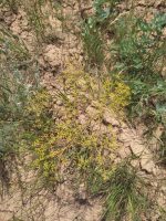 Ferula caspica