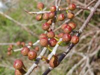 Ficus citrifolia