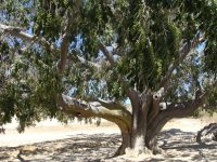 Ficus pertusa
