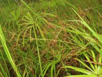 Fimbristylis complanata