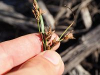 Fimbristylis dichotoma