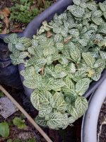 Fittonia albivenis