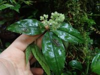 Floscopa peruviana