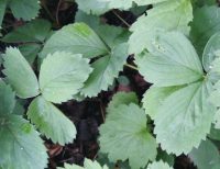Fragaria × ananassa