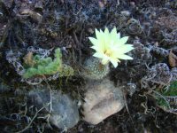 Frailea gracillima