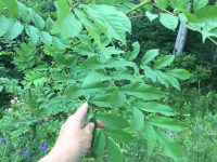 Fraxinus excelsior