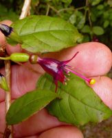 Fuchsia colensoi