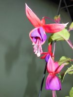 Fuchsia magellanica