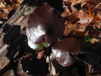 Galax urceolata